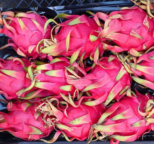 Evans_Growers_Packing_dragonfruit