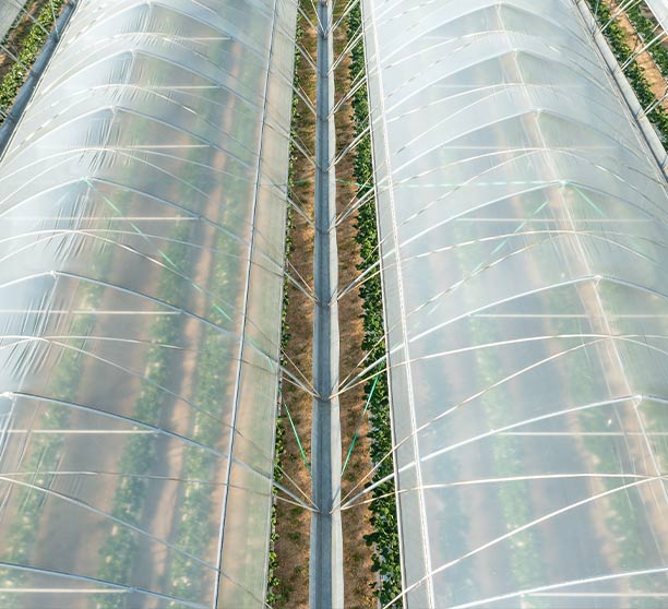 Evans_Growers_Packing_greenhouses